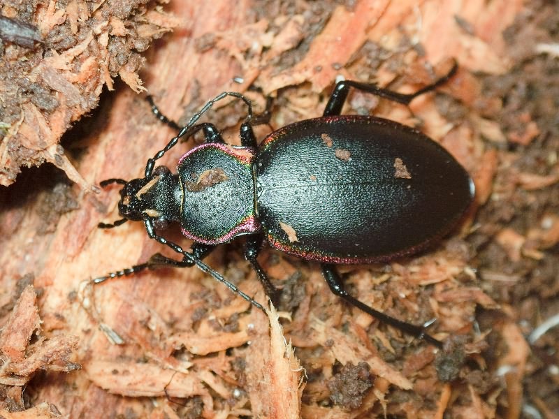 Carabus marginalis Fabricius, 1794